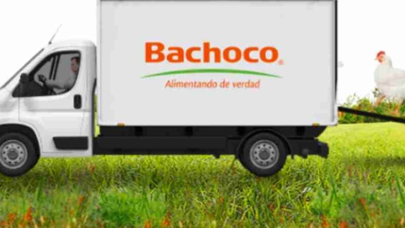 Bachoco nuevas vacantes de trabajo a nivel nacional diferentes areas