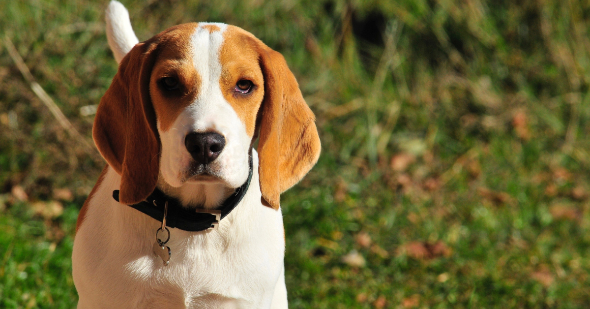 El Extraordinario Periplo de un Canino Callejero en la Década de los 50: El Perrito que Aprendió a Viajar en Tren